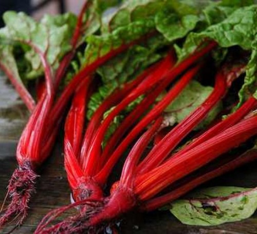 Chard Mangold Red Volcano